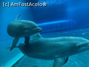 [P43] Delfini - acvariu Genova » foto by aurora56
 - 
<span class="allrVoted glyphicon glyphicon-heart hidden" id="av1367471"></span>
<a class="m-l-10 hidden" id="sv1367471" onclick="voting_Foto_DelVot(,1367471,28049)" role="button">șterge vot <span class="glyphicon glyphicon-remove"></span></a>
<a id="v91367471" class=" c-red"  onclick="voting_Foto_SetVot(1367471)" role="button"><span class="glyphicon glyphicon-heart-empty"></span> <b>LIKE</b> = Votează poza</a> <img class="hidden"  id="f1367471W9" src="/imagini/loader.gif" border="0" /><span class="AjErrMes hidden" id="e1367471ErM"></span>