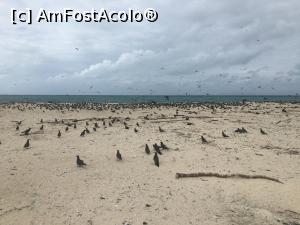 [P24] Michaelmas Cay- o insuliță sălbatică făcând parte din rezervația protejată » foto by AZE
 - 
<span class="allrVoted glyphicon glyphicon-heart hidden" id="av1375164"></span>
<a class="m-l-10 hidden" id="sv1375164" onclick="voting_Foto_DelVot(,1375164,28119)" role="button">șterge vot <span class="glyphicon glyphicon-remove"></span></a>
<a id="v91375164" class=" c-red"  onclick="voting_Foto_SetVot(1375164)" role="button"><span class="glyphicon glyphicon-heart-empty"></span> <b>LIKE</b> = Votează poza</a> <img class="hidden"  id="f1375164W9" src="/imagini/loader.gif" border="0" /><span class="AjErrMes hidden" id="e1375164ErM"></span>