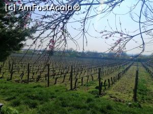 [P41] Conacul Vinalia - podgoria din spatele corpului central » foto by k-lator
 - 
<span class="allrVoted glyphicon glyphicon-heart hidden" id="av1377066"></span>
<a class="m-l-10 hidden" id="sv1377066" onclick="voting_Foto_DelVot(,1377066,28142)" role="button">șterge vot <span class="glyphicon glyphicon-remove"></span></a>
<a id="v91377066" class=" c-red"  onclick="voting_Foto_SetVot(1377066)" role="button"><span class="glyphicon glyphicon-heart-empty"></span> <b>LIKE</b> = Votează poza</a> <img class="hidden"  id="f1377066W9" src="/imagini/loader.gif" border="0" /><span class="AjErrMes hidden" id="e1377066ErM"></span>