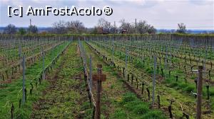 [P48] Conacul Vinalia - podgoria din fața corpului central » foto by k-lator
 - 
<span class="allrVoted glyphicon glyphicon-heart hidden" id="av1377073"></span>
<a class="m-l-10 hidden" id="sv1377073" onclick="voting_Foto_DelVot(,1377073,28142)" role="button">șterge vot <span class="glyphicon glyphicon-remove"></span></a>
<a id="v91377073" class=" c-red"  onclick="voting_Foto_SetVot(1377073)" role="button"><span class="glyphicon glyphicon-heart-empty"></span> <b>LIKE</b> = Votează poza</a> <img class="hidden"  id="f1377073W9" src="/imagini/loader.gif" border="0" /><span class="AjErrMes hidden" id="e1377073ErM"></span>