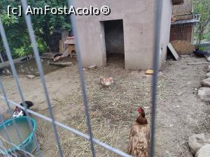 [P19] O parte din ferma de animale » foto by crismis
 - 
<span class="allrVoted glyphicon glyphicon-heart hidden" id="av1383812"></span>
<a class="m-l-10 hidden" id="sv1383812" onclick="voting_Foto_DelVot(,1383812,28203)" role="button">șterge vot <span class="glyphicon glyphicon-remove"></span></a>
<a id="v91383812" class=" c-red"  onclick="voting_Foto_SetVot(1383812)" role="button"><span class="glyphicon glyphicon-heart-empty"></span> <b>LIKE</b> = Votează poza</a> <img class="hidden"  id="f1383812W9" src="/imagini/loader.gif" border="0" /><span class="AjErrMes hidden" id="e1383812ErM"></span>