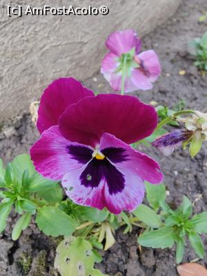 [P20] Floricele prin grădină » foto by crismis
 - 
<span class="allrVoted glyphicon glyphicon-heart hidden" id="av1383813"></span>
<a class="m-l-10 hidden" id="sv1383813" onclick="voting_Foto_DelVot(,1383813,28203)" role="button">șterge vot <span class="glyphicon glyphicon-remove"></span></a>
<a id="v91383813" class=" c-red"  onclick="voting_Foto_SetVot(1383813)" role="button"><span class="glyphicon glyphicon-heart-empty"></span> <b>LIKE</b> = Votează poza</a> <img class="hidden"  id="f1383813W9" src="/imagini/loader.gif" border="0" /><span class="AjErrMes hidden" id="e1383813ErM"></span>