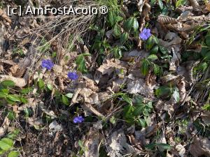 [P27] Intalnirea AFA Paltinis 2024 - Dar nu putem sa nu recunoastem frumusetea naturii » foto by mishu
 - 
<span class="allrVoted glyphicon glyphicon-heart hidden" id="av1419831"></span>
<a class="m-l-10 hidden" id="sv1419831" onclick="voting_Foto_DelVot(,1419831,28282)" role="button">șterge vot <span class="glyphicon glyphicon-remove"></span></a>
<a id="v91419831" class=" c-red"  onclick="voting_Foto_SetVot(1419831)" role="button"><span class="glyphicon glyphicon-heart-empty"></span> <b>LIKE</b> = Votează poza</a> <img class="hidden"  id="f1419831W9" src="/imagini/loader.gif" border="0" /><span class="AjErrMes hidden" id="e1419831ErM"></span>
