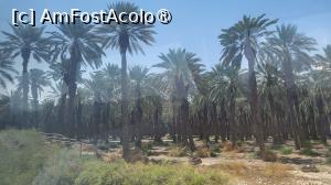 [P01] Ierihonul este irigat in abundenta de raul Iordan, aflat la doar 7 km spre vest, dar si de izvoarele ce coboara de pe pantele Muntilor Centrali. Una dintre inovatiile israeliene in irigatii este tehnologia irigatului prin picurare, gestionarea inteligenta a resursei de apa facand posibila cultivarea fructelor si a legumelor chiar in zonele aride.

Curmalele sunt cele mai vechi fructe cultivate de pe mapamond, iar in jurul orasului Ierihon sunt plantatii intregi, care permit obtinerea a doua culturi de fructe pe an. » foto by geani anto
 - 
<span class="allrVoted glyphicon glyphicon-heart hidden" id="av1397209"></span>
<a class="m-l-10 hidden" id="sv1397209" onclick="voting_Foto_DelVot(,1397209,28314)" role="button">șterge vot <span class="glyphicon glyphicon-remove"></span></a>
<a id="v91397209" class=" c-red"  onclick="voting_Foto_SetVot(1397209)" role="button"><span class="glyphicon glyphicon-heart-empty"></span> <b>LIKE</b> = Votează poza</a> <img class="hidden"  id="f1397209W9" src="/imagini/loader.gif" border="0" /><span class="AjErrMes hidden" id="e1397209ErM"></span>