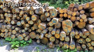 [P02] Tradiția tăierii lemnului îmbinată cu înalta tehnologie informatică, în spiritul umorului bucovinean » foto by Lucien
 - 
<span class="allrVoted glyphicon glyphicon-heart hidden" id="av840284"></span>
<a class="m-l-10 hidden" id="sv840284" onclick="voting_Foto_DelVot(,840284,28345)" role="button">șterge vot <span class="glyphicon glyphicon-remove"></span></a>
<a id="v9840284" class=" c-red"  onclick="voting_Foto_SetVot(840284)" role="button"><span class="glyphicon glyphicon-heart-empty"></span> <b>LIKE</b> = Votează poza</a> <img class="hidden"  id="f840284W9" src="/imagini/loader.gif" border="0" /><span class="AjErrMes hidden" id="e840284ErM"></span>