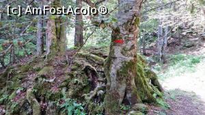 [P20] Peisaj cu stânci și fagi puțin aval de Cheile Moara Dracului » foto by Lucien
 - 
<span class="allrVoted glyphicon glyphicon-heart hidden" id="av840307"></span>
<a class="m-l-10 hidden" id="sv840307" onclick="voting_Foto_DelVot(,840307,28345)" role="button">șterge vot <span class="glyphicon glyphicon-remove"></span></a>
<a id="v9840307" class=" c-red"  onclick="voting_Foto_SetVot(840307)" role="button"><span class="glyphicon glyphicon-heart-empty"></span> <b>LIKE</b> = Votează poza</a> <img class="hidden"  id="f840307W9" src="/imagini/loader.gif" border="0" /><span class="AjErrMes hidden" id="e840307ErM"></span>