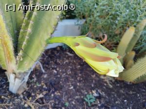 [P36] Poseidon Hotel Suites, floare de cactus » foto by crismis
 - 
<span class="allrVoted glyphicon glyphicon-heart hidden" id="av1421361"></span>
<a class="m-l-10 hidden" id="sv1421361" onclick="voting_Foto_DelVot(,1421361,28509)" role="button">șterge vot <span class="glyphicon glyphicon-remove"></span></a>
<a id="v91421361" class=" c-red"  onclick="voting_Foto_SetVot(1421361)" role="button"><span class="glyphicon glyphicon-heart-empty"></span> <b>LIKE</b> = Votează poza</a> <img class="hidden"  id="f1421361W9" src="/imagini/loader.gif" border="0" /><span class="AjErrMes hidden" id="e1421361ErM"></span>