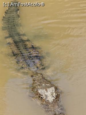 [P11] croco crocodilu » foto by robert
 - 
<span class="allrVoted glyphicon glyphicon-heart hidden" id="av1422720"></span>
<a class="m-l-10 hidden" id="sv1422720" onclick="voting_Foto_DelVot(,1422720,28514)" role="button">șterge vot <span class="glyphicon glyphicon-remove"></span></a>
<a id="v91422720" class=" c-red"  onclick="voting_Foto_SetVot(1422720)" role="button"><span class="glyphicon glyphicon-heart-empty"></span> <b>LIKE</b> = Votează poza</a> <img class="hidden"  id="f1422720W9" src="/imagini/loader.gif" border="0" /><span class="AjErrMes hidden" id="e1422720ErM"></span>