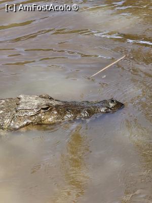 [P12] croco crocodilu » foto by robert
 - 
<span class="allrVoted glyphicon glyphicon-heart hidden" id="av1422721"></span>
<a class="m-l-10 hidden" id="sv1422721" onclick="voting_Foto_DelVot(,1422721,28514)" role="button">șterge vot <span class="glyphicon glyphicon-remove"></span></a>
<a id="v91422721" class=" c-red"  onclick="voting_Foto_SetVot(1422721)" role="button"><span class="glyphicon glyphicon-heart-empty"></span> <b>LIKE</b> = Votează poza</a> <img class="hidden"  id="f1422721W9" src="/imagini/loader.gif" border="0" /><span class="AjErrMes hidden" id="e1422721ErM"></span>