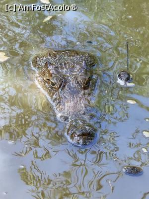 [P14] croco crocodilu » foto by robert
 - 
<span class="allrVoted glyphicon glyphicon-heart hidden" id="av1422723"></span>
<a class="m-l-10 hidden" id="sv1422723" onclick="voting_Foto_DelVot(,1422723,28514)" role="button">șterge vot <span class="glyphicon glyphicon-remove"></span></a>
<a id="v91422723" class=" c-red"  onclick="voting_Foto_SetVot(1422723)" role="button"><span class="glyphicon glyphicon-heart-empty"></span> <b>LIKE</b> = Votează poza</a> <img class="hidden"  id="f1422723W9" src="/imagini/loader.gif" border="0" /><span class="AjErrMes hidden" id="e1422723ErM"></span>
