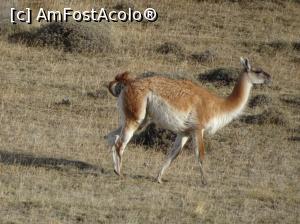 [P04] hai că am văzut si guanacos » foto by robert
 - 
<span class="allrVoted glyphicon glyphicon-heart hidden" id="av1020920"></span>
<a class="m-l-10 hidden" id="sv1020920" onclick="voting_Foto_DelVot(,1020920,28528)" role="button">șterge vot <span class="glyphicon glyphicon-remove"></span></a>
<a id="v91020920" class=" c-red"  onclick="voting_Foto_SetVot(1020920)" role="button"><span class="glyphicon glyphicon-heart-empty"></span> <b>LIKE</b> = Votează poza</a> <img class="hidden"  id="f1020920W9" src="/imagini/loader.gif" border="0" /><span class="AjErrMes hidden" id="e1020920ErM"></span>