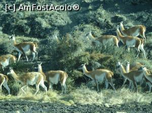 [P06] hai că am văzut si guanacos » foto by robert
 - 
<span class="allrVoted glyphicon glyphicon-heart hidden" id="av1020922"></span>
<a class="m-l-10 hidden" id="sv1020922" onclick="voting_Foto_DelVot(,1020922,28528)" role="button">șterge vot <span class="glyphicon glyphicon-remove"></span></a>
<a id="v91020922" class=" c-red"  onclick="voting_Foto_SetVot(1020922)" role="button"><span class="glyphicon glyphicon-heart-empty"></span> <b>LIKE</b> = Votează poza</a> <img class="hidden"  id="f1020922W9" src="/imagini/loader.gif" border="0" /><span class="AjErrMes hidden" id="e1020922ErM"></span>