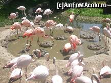 [P18] Incantatoare si gratioase pasari flamingo » foto by doina_c24
 - 
<span class="allrVoted glyphicon glyphicon-heart hidden" id="av195228"></span>
<a class="m-l-10 hidden" id="sv195228" onclick="voting_Foto_DelVot(,195228,28592)" role="button">șterge vot <span class="glyphicon glyphicon-remove"></span></a>
<a id="v9195228" class=" c-red"  onclick="voting_Foto_SetVot(195228)" role="button"><span class="glyphicon glyphicon-heart-empty"></span> <b>LIKE</b> = Votează poza</a> <img class="hidden"  id="f195228W9" src="/imagini/loader.gif" border="0" /><span class="AjErrMes hidden" id="e195228ErM"></span>