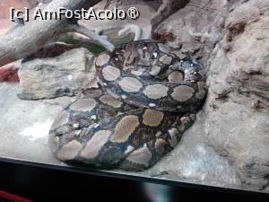 [P27] Pitonul cel fioros » foto by deeutza
 - 
<span class="allrVoted glyphicon glyphicon-heart hidden" id="av1479790"></span>
<a class="m-l-10 hidden" id="sv1479790" onclick="voting_Foto_DelVot(,1479790,28782)" role="button">șterge vot <span class="glyphicon glyphicon-remove"></span></a>
<a id="v91479790" class=" c-red"  onclick="voting_Foto_SetVot(1479790)" role="button"><span class="glyphicon glyphicon-heart-empty"></span> <b>LIKE</b> = Votează poza</a> <img class="hidden"  id="f1479790W9" src="/imagini/loader.gif" border="0" /><span class="AjErrMes hidden" id="e1479790ErM"></span>