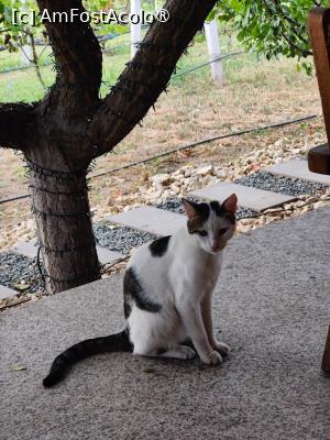 [P26] Din gașca de pisicuțe » foto by crismis
 - 
<span class="allrVoted glyphicon glyphicon-heart hidden" id="av1463631"></span>
<a class="m-l-10 hidden" id="sv1463631" onclick="voting_Foto_DelVot(,1463631,28836)" role="button">șterge vot <span class="glyphicon glyphicon-remove"></span></a>
<a id="v91463631" class=" c-red"  onclick="voting_Foto_SetVot(1463631)" role="button"><span class="glyphicon glyphicon-heart-empty"></span> <b>LIKE</b> = Votează poza</a> <img class="hidden"  id="f1463631W9" src="/imagini/loader.gif" border="0" /><span class="AjErrMes hidden" id="e1463631ErM"></span>