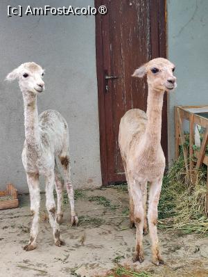 [P36] Ferma de animale de la Perryland » foto by crismis
 - 
<span class="allrVoted glyphicon glyphicon-heart hidden" id="av1463641"></span>
<a class="m-l-10 hidden" id="sv1463641" onclick="voting_Foto_DelVot(,1463641,28836)" role="button">șterge vot <span class="glyphicon glyphicon-remove"></span></a>
<a id="v91463641" class=" c-red"  onclick="voting_Foto_SetVot(1463641)" role="button"><span class="glyphicon glyphicon-heart-empty"></span> <b>LIKE</b> = Votează poza</a> <img class="hidden"  id="f1463641W9" src="/imagini/loader.gif" border="0" /><span class="AjErrMes hidden" id="e1463641ErM"></span>