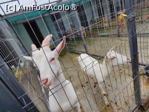 [P37] Ferma de animale de la Perryland » foto by crismis
 - 
<span class="allrVoted glyphicon glyphicon-heart hidden" id="av1463642"></span>
<a class="m-l-10 hidden" id="sv1463642" onclick="voting_Foto_DelVot(,1463642,28836)" role="button">șterge vot <span class="glyphicon glyphicon-remove"></span></a>
<a id="v91463642" class=" c-red"  onclick="voting_Foto_SetVot(1463642)" role="button"><span class="glyphicon glyphicon-heart-empty"></span> <b>LIKE</b> = Votează poza</a> <img class="hidden"  id="f1463642W9" src="/imagini/loader.gif" border="0" /><span class="AjErrMes hidden" id="e1463642ErM"></span>