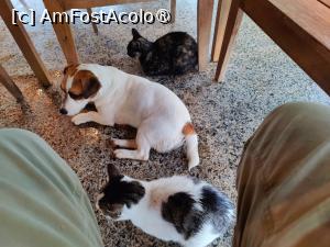 [P55] Cină 2 - Milo și o parte din pisicuțe adapostindu-se de ploaie » foto by crismis
 - 
<span class="allrVoted glyphicon glyphicon-heart hidden" id="av1463660"></span>
<a class="m-l-10 hidden" id="sv1463660" onclick="voting_Foto_DelVot(,1463660,28836)" role="button">șterge vot <span class="glyphicon glyphicon-remove"></span></a>
<a id="v91463660" class=" c-red"  onclick="voting_Foto_SetVot(1463660)" role="button"><span class="glyphicon glyphicon-heart-empty"></span> <b>LIKE</b> = Votează poza</a> <img class="hidden"  id="f1463660W9" src="/imagini/loader.gif" border="0" /><span class="AjErrMes hidden" id="e1463660ErM"></span>