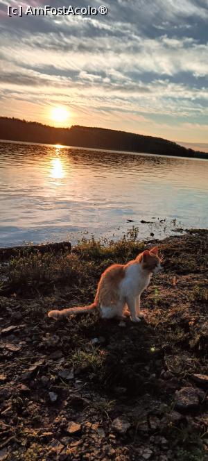 [P22] Pisica proprietății la ora de fotografie. » foto by tata123 🔱
 - 
<span class="allrVoted glyphicon glyphicon-heart hidden" id="av1487044"></span>
<a class="m-l-10 hidden" id="sv1487044" onclick="voting_Foto_DelVot(,1487044,29021)" role="button">șterge vot <span class="glyphicon glyphicon-remove"></span></a>
<a id="v91487044" class=" c-red"  onclick="voting_Foto_SetVot(1487044)" role="button"><span class="glyphicon glyphicon-heart-empty"></span> <b>LIKE</b> = Votează poza</a> <img class="hidden"  id="f1487044W9" src="/imagini/loader.gif" border="0" /><span class="AjErrMes hidden" id="e1487044ErM"></span>