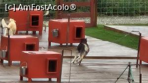 [P20] canisa de husky » foto by robert
 - 
<span class="allrVoted glyphicon glyphicon-heart hidden" id="av1510081"></span>
<a class="m-l-10 hidden" id="sv1510081" onclick="voting_Foto_DelVot(,1510081,29187)" role="button">șterge vot <span class="glyphicon glyphicon-remove"></span></a>
<a id="v91510081" class=" c-red"  onclick="voting_Foto_SetVot(1510081)" role="button"><span class="glyphicon glyphicon-heart-empty"></span> <b>LIKE</b> = Votează poza</a> <img class="hidden"  id="f1510081W9" src="/imagini/loader.gif" border="0" /><span class="AjErrMes hidden" id="e1510081ErM"></span>