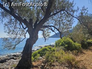 [P38] Marea văzută de la umbra măslinului » foto by DOINITA
 - 
<span class="allrVoted glyphicon glyphicon-heart hidden" id="av1509212"></span>
<a class="m-l-10 hidden" id="sv1509212" onclick="voting_Foto_DelVot(,1509212,29190)" role="button">șterge vot <span class="glyphicon glyphicon-remove"></span></a>
<a id="v91509212" class=" c-red"  onclick="voting_Foto_SetVot(1509212)" role="button"><span class="glyphicon glyphicon-heart-empty"></span> <b>LIKE</b> = Votează poza</a> <img class="hidden"  id="f1509212W9" src="/imagini/loader.gif" border="0" /><span class="AjErrMes hidden" id="e1509212ErM"></span>