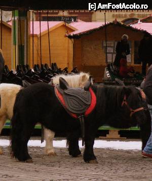 [P02] poneii, aşteptând călăreţi » foto by vasilica
 - 
<span class="allrVoted glyphicon glyphicon-heart hidden" id="av388846"></span>
<a class="m-l-10 hidden" id="sv388846" onclick="voting_Foto_DelVot(,388846,29199)" role="button">șterge vot <span class="glyphicon glyphicon-remove"></span></a>
<a id="v9388846" class=" c-red"  onclick="voting_Foto_SetVot(388846)" role="button"><span class="glyphicon glyphicon-heart-empty"></span> <b>LIKE</b> = Votează poza</a> <img class="hidden"  id="f388846W9" src="/imagini/loader.gif" border="0" /><span class="AjErrMes hidden" id="e388846ErM"></span>