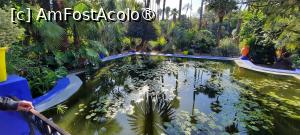 [P29] Marrakech, Grădina Majorelle, Iazul cu Nuferi pozat de sus de pe Pergolă » foto by mprofeanu
 - 
<span class="allrVoted glyphicon glyphicon-heart hidden" id="av1483276"></span>
<a class="m-l-10 hidden" id="sv1483276" onclick="voting_Foto_DelVot(,1483276,29203)" role="button">șterge vot <span class="glyphicon glyphicon-remove"></span></a>
<a id="v91483276" class=" c-red"  onclick="voting_Foto_SetVot(1483276)" role="button"><span class="glyphicon glyphicon-heart-empty"></span> <b>LIKE</b> = Votează poza</a> <img class="hidden"  id="f1483276W9" src="/imagini/loader.gif" border="0" /><span class="AjErrMes hidden" id="e1483276ErM"></span>