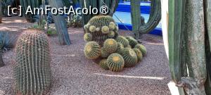 [P53] Marrakech, Grădina Majorelle, Colecția de Cactuși » foto by mprofeanu
 - 
<span class="allrVoted glyphicon glyphicon-heart hidden" id="av1483300"></span>
<a class="m-l-10 hidden" id="sv1483300" onclick="voting_Foto_DelVot(,1483300,29203)" role="button">șterge vot <span class="glyphicon glyphicon-remove"></span></a>
<a id="v91483300" class=" c-red"  onclick="voting_Foto_SetVot(1483300)" role="button"><span class="glyphicon glyphicon-heart-empty"></span> <b>LIKE</b> = Votează poza</a> <img class="hidden"  id="f1483300W9" src="/imagini/loader.gif" border="0" /><span class="AjErrMes hidden" id="e1483300ErM"></span>