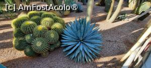[P54] Marrakech, Grădina Majorelle, Colecția de Cactuși » foto by mprofeanu
 - 
<span class="allrVoted glyphicon glyphicon-heart hidden" id="av1483301"></span>
<a class="m-l-10 hidden" id="sv1483301" onclick="voting_Foto_DelVot(,1483301,29203)" role="button">șterge vot <span class="glyphicon glyphicon-remove"></span></a>
<a id="v91483301" class=" c-red"  onclick="voting_Foto_SetVot(1483301)" role="button"><span class="glyphicon glyphicon-heart-empty"></span> <b>LIKE</b> = Votează poza</a> <img class="hidden"  id="f1483301W9" src="/imagini/loader.gif" border="0" /><span class="AjErrMes hidden" id="e1483301ErM"></span>