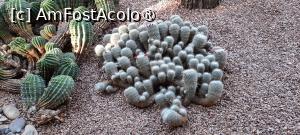 [P56] Marrakech, Grădina Majorelle, Colecția de Cactuși » foto by mprofeanu
 - 
<span class="allrVoted glyphicon glyphicon-heart hidden" id="av1483303"></span>
<a class="m-l-10 hidden" id="sv1483303" onclick="voting_Foto_DelVot(,1483303,29203)" role="button">șterge vot <span class="glyphicon glyphicon-remove"></span></a>
<a id="v91483303" class=" c-red"  onclick="voting_Foto_SetVot(1483303)" role="button"><span class="glyphicon glyphicon-heart-empty"></span> <b>LIKE</b> = Votează poza</a> <img class="hidden"  id="f1483303W9" src="/imagini/loader.gif" border="0" /><span class="AjErrMes hidden" id="e1483303ErM"></span>