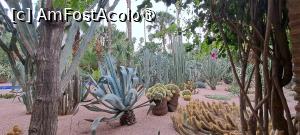 [P36] Marea de cactuși » foto by irinad
 - 
<span class="allrVoted glyphicon glyphicon-heart hidden" id="av1510640"></span>
<a class="m-l-10 hidden" id="sv1510640" onclick="voting_Foto_DelVot(,1510640,29203)" role="button">șterge vot <span class="glyphicon glyphicon-remove"></span></a>
<a id="v91510640" class=" c-red"  onclick="voting_Foto_SetVot(1510640)" role="button"><span class="glyphicon glyphicon-heart-empty"></span> <b>LIKE</b> = Votează poza</a> <img class="hidden"  id="f1510640W9" src="/imagini/loader.gif" border="0" /><span class="AjErrMes hidden" id="e1510640ErM"></span>