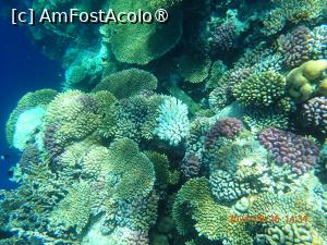 [P21] Rixos Radamis Tirana - la snorkeling » foto by nicole33
 - 
<span class="allrVoted glyphicon glyphicon-heart hidden" id="av1510881"></span>
<a class="m-l-10 hidden" id="sv1510881" onclick="voting_Foto_DelVot(,1510881,29204)" role="button">șterge vot <span class="glyphicon glyphicon-remove"></span></a>
<a id="v91510881" class=" c-red"  onclick="voting_Foto_SetVot(1510881)" role="button"><span class="glyphicon glyphicon-heart-empty"></span> <b>LIKE</b> = Votează poza</a> <img class="hidden"  id="f1510881W9" src="/imagini/loader.gif" border="0" /><span class="AjErrMes hidden" id="e1510881ErM"></span>