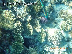 [P96] Rixos Radamis Tirana -  la snorkeling » foto by nicole33
 - 
<span class="allrVoted glyphicon glyphicon-heart hidden" id="av1510956"></span>
<a class="m-l-10 hidden" id="sv1510956" onclick="voting_Foto_DelVot(,1510956,29204)" role="button">șterge vot <span class="glyphicon glyphicon-remove"></span></a>
<a id="v91510956" class=" c-red"  onclick="voting_Foto_SetVot(1510956)" role="button"><span class="glyphicon glyphicon-heart-empty"></span> <b>LIKE</b> = Votează poza</a> <img class="hidden"  id="f1510956W9" src="/imagini/loader.gif" border="0" /><span class="AjErrMes hidden" id="e1510956ErM"></span>