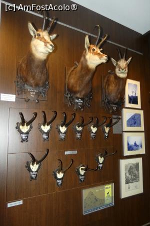 [P18] Sala nr. 4 -dedicată vânatului mare » foto by Claudiu U.
 - 
<span class="allrVoted glyphicon glyphicon-heart hidden" id="av1514657"></span>
<a class="m-l-10 hidden" id="sv1514657" onclick="voting_Foto_DelVot(,1514657,29226)" role="button">șterge vot <span class="glyphicon glyphicon-remove"></span></a>
<a id="v91514657" class=" c-red"  onclick="voting_Foto_SetVot(1514657)" role="button"><span class="glyphicon glyphicon-heart-empty"></span> <b>LIKE</b> = Votează poza</a> <img class="hidden"  id="f1514657W9" src="/imagini/loader.gif" border="0" /><span class="AjErrMes hidden" id="e1514657ErM"></span>