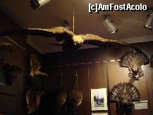 [P10] Sibiu - Muzeul de vanatoare » foto by Diaura*
 - 
<span class="allrVoted glyphicon glyphicon-heart hidden" id="av283948"></span>
<a class="m-l-10 hidden" id="sv283948" onclick="voting_Foto_DelVot(,283948,29226)" role="button">șterge vot <span class="glyphicon glyphicon-remove"></span></a>
<a id="v9283948" class=" c-red"  onclick="voting_Foto_SetVot(283948)" role="button"><span class="glyphicon glyphicon-heart-empty"></span> <b>LIKE</b> = Votează poza</a> <img class="hidden"  id="f283948W9" src="/imagini/loader.gif" border="0" /><span class="AjErrMes hidden" id="e283948ErM"></span>