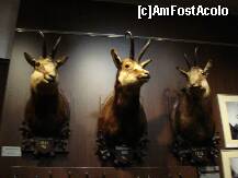 [P19] Sibiu - Muzeul de vanatoare » foto by Diaura*
 - 
<span class="allrVoted glyphicon glyphicon-heart hidden" id="av283957"></span>
<a class="m-l-10 hidden" id="sv283957" onclick="voting_Foto_DelVot(,283957,29226)" role="button">șterge vot <span class="glyphicon glyphicon-remove"></span></a>
<a id="v9283957" class=" c-red"  onclick="voting_Foto_SetVot(283957)" role="button"><span class="glyphicon glyphicon-heart-empty"></span> <b>LIKE</b> = Votează poza</a> <img class="hidden"  id="f283957W9" src="/imagini/loader.gif" border="0" /><span class="AjErrMes hidden" id="e283957ErM"></span>