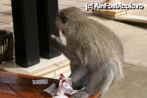 [P03] Babuin obraznic » foto by christian26ro
 - 
<span class="allrVoted glyphicon glyphicon-heart hidden" id="av409028"></span>
<a class="m-l-10 hidden" id="sv409028" onclick="voting_Foto_DelVot(,409028,29229)" role="button">șterge vot <span class="glyphicon glyphicon-remove"></span></a>
<a id="v9409028" class=" c-red"  onclick="voting_Foto_SetVot(409028)" role="button"><span class="glyphicon glyphicon-heart-empty"></span> <b>LIKE</b> = Votează poza</a> <img class="hidden"  id="f409028W9" src="/imagini/loader.gif" border="0" /><span class="AjErrMes hidden" id="e409028ErM"></span>