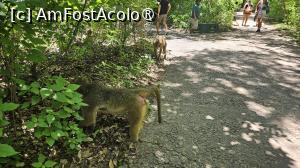 [P10] am dat și de maimuțe » foto by robert
 - 
<span class="allrVoted glyphicon glyphicon-heart hidden" id="av1514437"></span>
<a class="m-l-10 hidden" id="sv1514437" onclick="voting_Foto_DelVot(,1514437,29230)" role="button">șterge vot <span class="glyphicon glyphicon-remove"></span></a>
<a id="v91514437" class=" c-red"  onclick="voting_Foto_SetVot(1514437)" role="button"><span class="glyphicon glyphicon-heart-empty"></span> <b>LIKE</b> = Votează poza</a> <img class="hidden"  id="f1514437W9" src="/imagini/loader.gif" border="0" /><span class="AjErrMes hidden" id="e1514437ErM"></span>