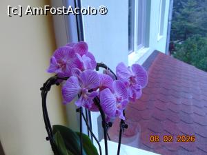 [P39] coltul cu flori de la etajul 1 » foto by Yolanda
 - 
<span class="allrVoted glyphicon glyphicon-heart hidden" id="av1518297"></span>
<a class="m-l-10 hidden" id="sv1518297" onclick="voting_Foto_DelVot(,1518297,29255)" role="button">șterge vot <span class="glyphicon glyphicon-remove"></span></a>
<a id="v91518297" class=" c-red"  onclick="voting_Foto_SetVot(1518297)" role="button"><span class="glyphicon glyphicon-heart-empty"></span> <b>LIKE</b> = Votează poza</a> <img class="hidden"  id="f1518297W9" src="/imagini/loader.gif" border="0" /><span class="AjErrMes hidden" id="e1518297ErM"></span>