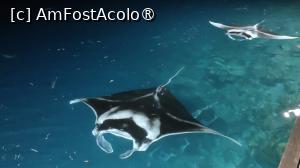 [P13] Fascinantele manta rays » foto by elenaadina
 - 
<span class="allrVoted glyphicon glyphicon-heart hidden" id="av1518316"></span>
<a class="m-l-10 hidden" id="sv1518316" onclick="voting_Foto_DelVot(,1518316,29256)" role="button">șterge vot <span class="glyphicon glyphicon-remove"></span></a>
<a id="v91518316" class=" c-red"  onclick="voting_Foto_SetVot(1518316)" role="button"><span class="glyphicon glyphicon-heart-empty"></span> <b>LIKE</b> = Votează poza</a> <img class="hidden"  id="f1518316W9" src="/imagini/loader.gif" border="0" /><span class="AjErrMes hidden" id="e1518316ErM"></span>