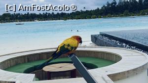 [P39] papagalul Zefir » foto by elenaadina
 - 
<span class="allrVoted glyphicon glyphicon-heart hidden" id="av1518342"></span>
<a class="m-l-10 hidden" id="sv1518342" onclick="voting_Foto_DelVot(,1518342,29256)" role="button">șterge vot <span class="glyphicon glyphicon-remove"></span></a>
<a id="v91518342" class=" c-red"  onclick="voting_Foto_SetVot(1518342)" role="button"><span class="glyphicon glyphicon-heart-empty"></span> <b>LIKE</b> = Votează poza</a> <img class="hidden"  id="f1518342W9" src="/imagini/loader.gif" border="0" /><span class="AjErrMes hidden" id="e1518342ErM"></span>