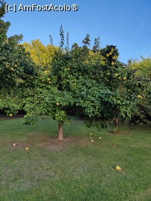 [P51] Pomi fructiferi » foto by crismis
 - 
<span class="allrVoted glyphicon glyphicon-heart hidden" id="av1522479"></span>
<a class="m-l-10 hidden" id="sv1522479" onclick="voting_Foto_DelVot(,1522479,29284)" role="button">șterge vot <span class="glyphicon glyphicon-remove"></span></a>
<a id="v91522479" class=" c-red"  onclick="voting_Foto_SetVot(1522479)" role="button"><span class="glyphicon glyphicon-heart-empty"></span> <b>LIKE</b> = Votează poza</a> <img class="hidden"  id="f1522479W9" src="/imagini/loader.gif" border="0" /><span class="AjErrMes hidden" id="e1522479ErM"></span>