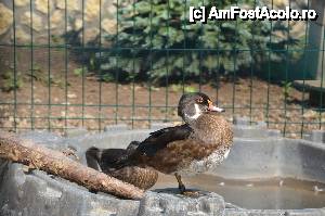 fotografii din vacanta la Pensiunea Găinuşa de Munte